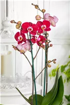 Phalaenopsis 'Debora' - Schmetterlingsorchidee 'Debora'