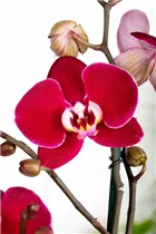 Phalaenopsis 'Debora' - Schmetterlingsorchidee 'Debora'