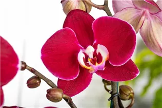 Phalaenopsis 'Debora' - Schmetterlingsorchidee 'Debora'