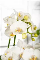 Phalaenopsis 'Dover' - Schmetterlingsorchidee 'Dover'