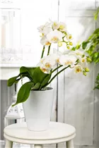 Phalaenopsis 'Dover' - Schmetterlingsorchidee 'Dover'