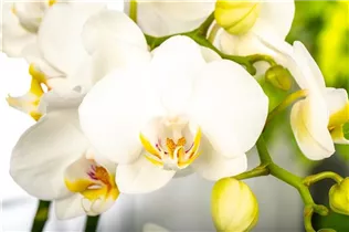 Phalaenopsis 'Dover' - Schmetterlingsorchidee 'Dover'