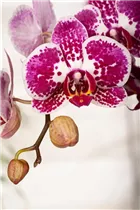 Phalaenopsis 'Elegant Julia' - Schmetterlingsorchidee 'Elegant Julia'