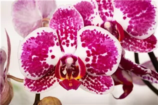 Phalaenopsis 'Elegant Julia' - Schmetterlingsorchidee 'Elegant Julia'