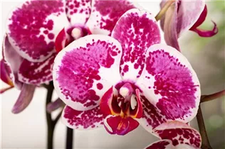 Phalaenopsis 'Elegant Julia' - Schmetterlingsorchidee 'Elegant Julia'