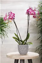Phalaenopsis 'Elegant Julia' - Schmetterlingsorchidee 'Elegant Julia'