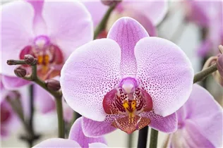 Phalaenopsis 'Fleurette' - Schmetterlingsorchidee