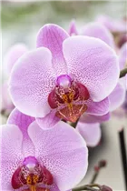 Phalaenopsis 'Fleurette' - Schmetterlingsorchidee