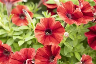 Petunia 'Sweetunia' - Petunia 'Sweetunia'