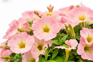 Petunia 'Sweetunia' - Petunia 'Sweetunia'