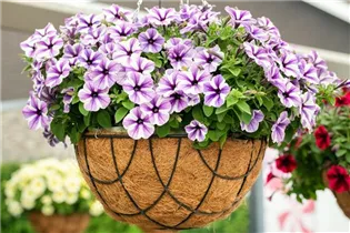 Petunia 'Sweetunia' - Petunia 'Sweetunia'