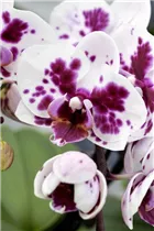 Phalaenopsis 'Gaucho' - Schmetterlingsorchidee 'Gaucho'
