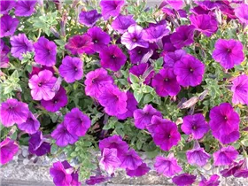 Petunia x atkinsiana - Petunie Petunia x atkinsiana - Petunie