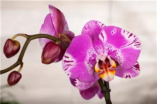 Phalaenopsis grandiflorum 'Victorio' - Schmetterlingsorchidee 'Victorio'