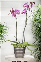 Phalaenopsis grandiflorum 'Victorio' - Schmetterlingsorchidee 'Victorio'