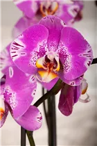 Phalaenopsis grandiflorum 'Victorio' - Schmetterlingsorchidee 'Victorio'