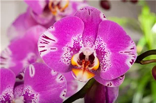 Phalaenopsis grandiflorum 'Victorio' - Schmetterlingsorchidee 'Victorio'