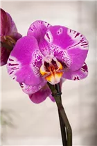 Phalaenopsis grandiflorum 'Victorio' - Schmetterlingsorchidee 'Victorio'