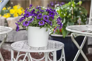 Petunia, blau - Petunie, blau