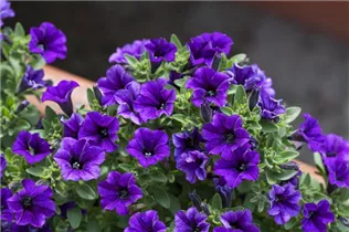 Petunia, blau - Petunie, blau