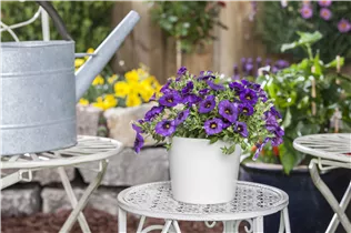 Petunia, blau - Petunie, blau