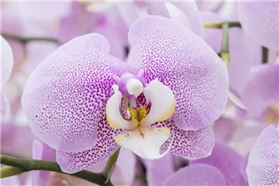 Phalaenopsis 'Hermine' - Schmetterlingsorchidee