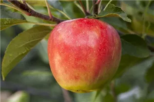Malus domestica 'Elstar' - Apfel 'Elstar' Malus domestica 'Elstar' - Apfel 'Elstar'