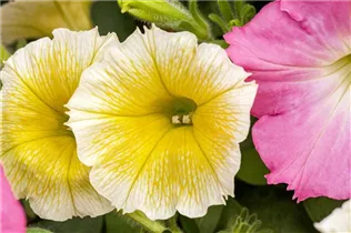 Petunia, gelb - Petunia, gelb