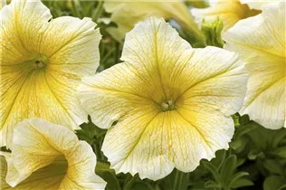 Petunia, gelb - Petunia, gelb