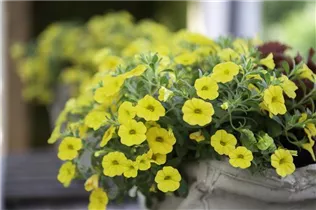 Petunia, gelb - Petunia, gelb