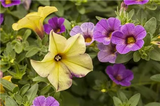 Petunia, gelb - Petunia, gelb