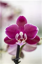 Phalaenopsis 'Jodie' - Schmetterlingsorchidee