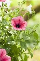 Petunia, rot - Petunie Petunia, rot - Petunie