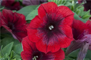 Petunia, rot - Petunie Petunia, rot - Petunie