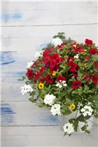 Petunia, rot - Petunie Petunia, rot - Petunie