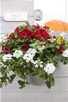 Petunia, rot - Petunie Petunia, rot - Petunie