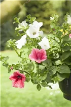 Petunia, weiß - Petunie, weiß Petunia, weiß - Petunie, weiß