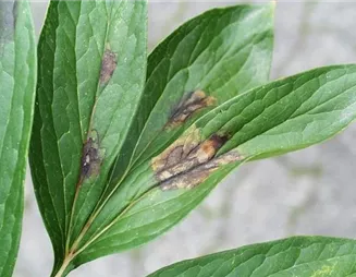 Pflanzenschutz: Diese Maßnahmen helfen gegen Krankheiten