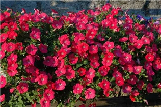 Petunia, rot - Petunie Petunia, rot - Petunie