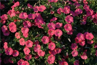 Petunia, rot - Petunie Petunia, rot - Petunie