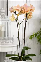 Phalaenopsis 'Karina' - Schmetterlingsorchidee 'Karina'