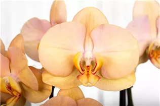 Phalaenopsis 'Karina' - Schmetterlingsorchidee 'Karina'