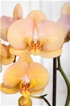 Phalaenopsis 'Karina' - Schmetterlingsorchidee 'Karina'