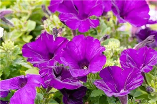Petunia, violett - Petunia, violett Petunia, violett - Petunia, violett