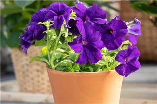 Petunia, violett - Petunia, violett Petunia, violett - Petunia, violett
