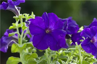 Petunia, violett - Petunia, violett Petunia, violett - Petunia, violett