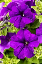 Petunia, violett - Petunia, violett Petunia, violett - Petunia, violett