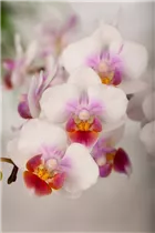 Phalaenopsis 'Kolibri' - Schmetterlingsorchidee 'Kolibri' Phalaenopsis 'Kolibri' - Schmetterlingsorchidee 'Kolibri'