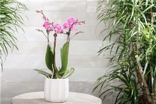 Phalaenopsis 'Kolibri' - Schmetterlingsorchidee 'Kolibri' Phalaenopsis 'Kolibri' - Schmetterlingsorchidee 'Kolibri'