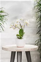 Phalaenopsis 'Kolibri' - Schmetterlingsorchidee 'Kolibri' Phalaenopsis 'Kolibri' - Schmetterlingsorchidee 'Kolibri'